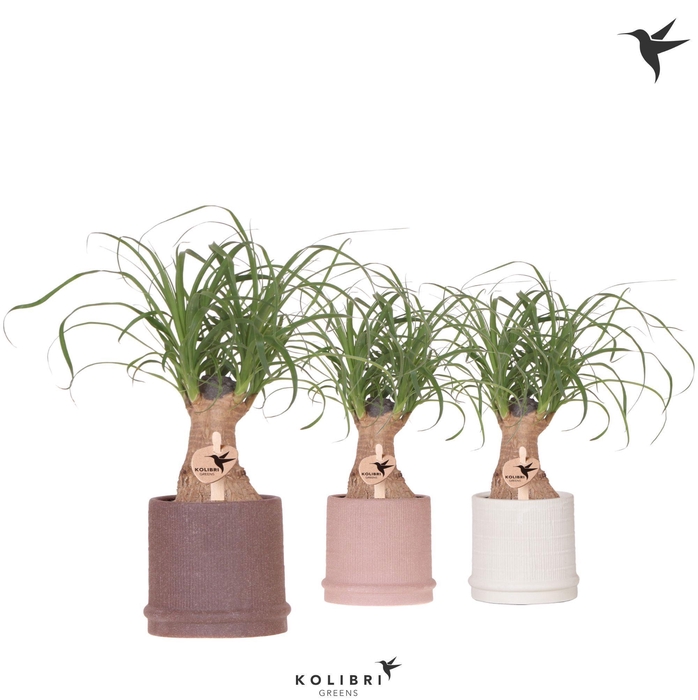 <h4>Kolibri Greens Beaucarnea in Bali pot mix</h4>