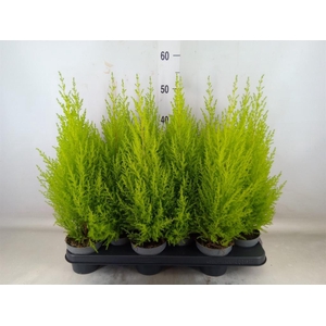 Cupressus macro. 'Goldcrest Wilma'