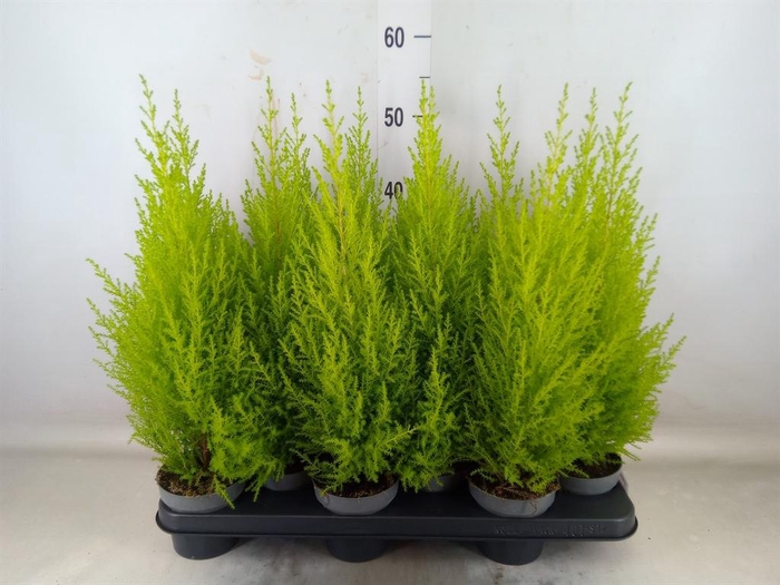 <h4>Cupressus macro. 'Goldcrest Wilma'</h4>