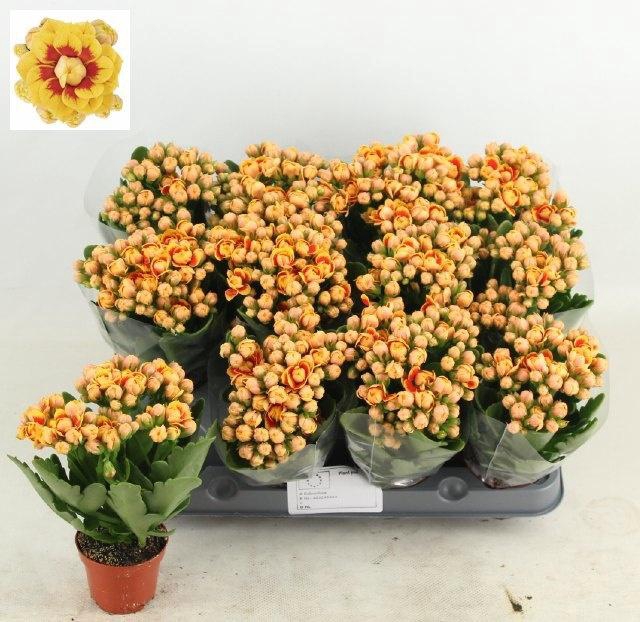 <h4>KAL GE MF LAUSANNE</h4>