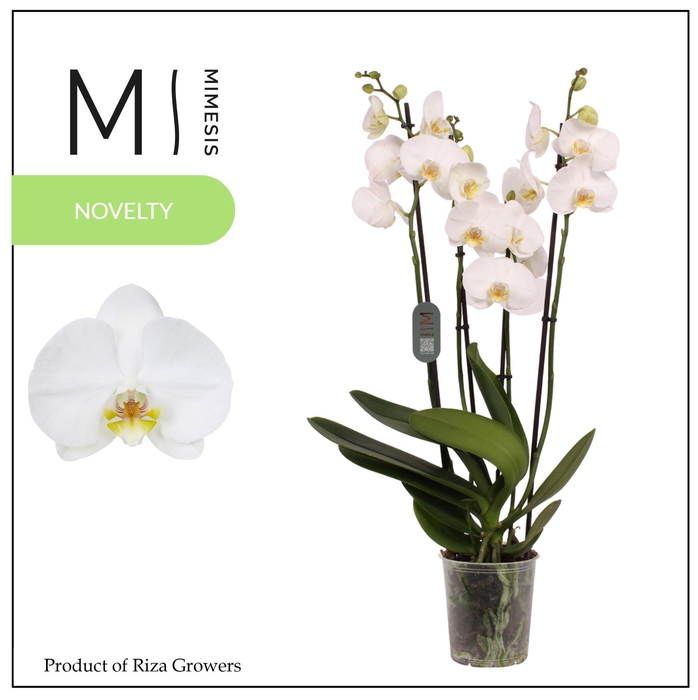 <h4>Phalaenopsis Nottingham 4 spike – 12cm | Mimesis</h4>