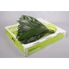 Leaf cocos box medium Green Ocean
