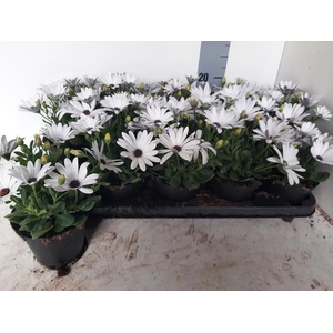 OSTEO FP WHITE