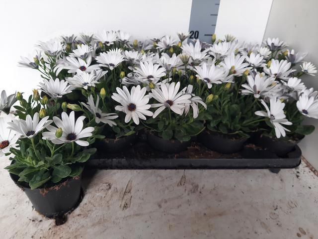 <h4>OSTEO FP WHITE</h4>