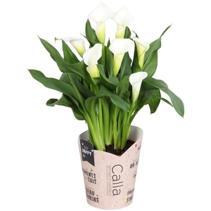 Zantedeschia Fresco SoHappyCalla wit met bruine gift potcover