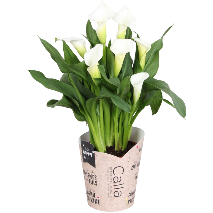 <h4>Zantedeschia Fresco SoHappyCalla wit met bruine gift potcover</h4>