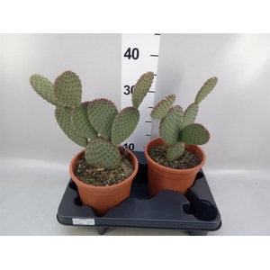 Opuntia microdasys