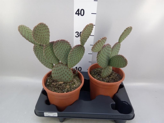 <h4>Opuntia microdasys</h4>