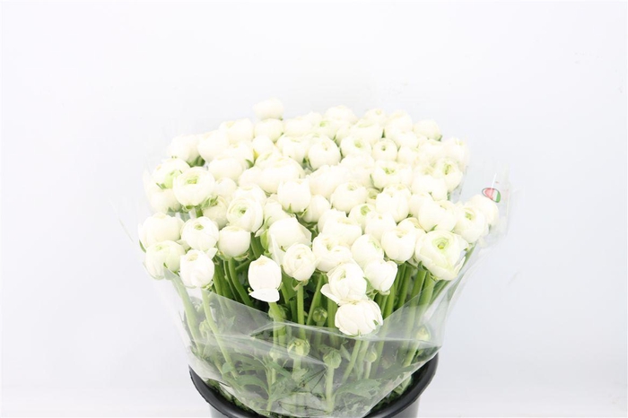 <h4>Ran Elegance White</h4>