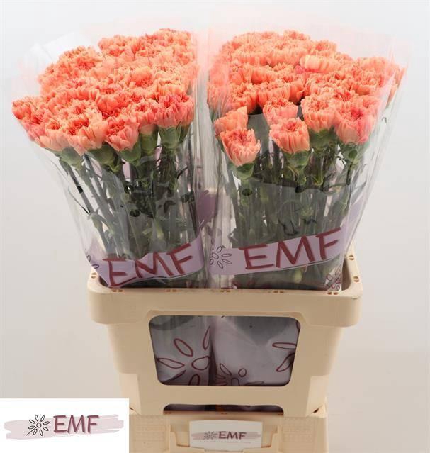 Dianthus st Tamarind