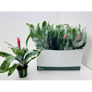 Aechmea fasciata 'Primera'