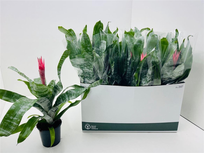 <h4>Aechmea fasciata 'Primera'</h4>