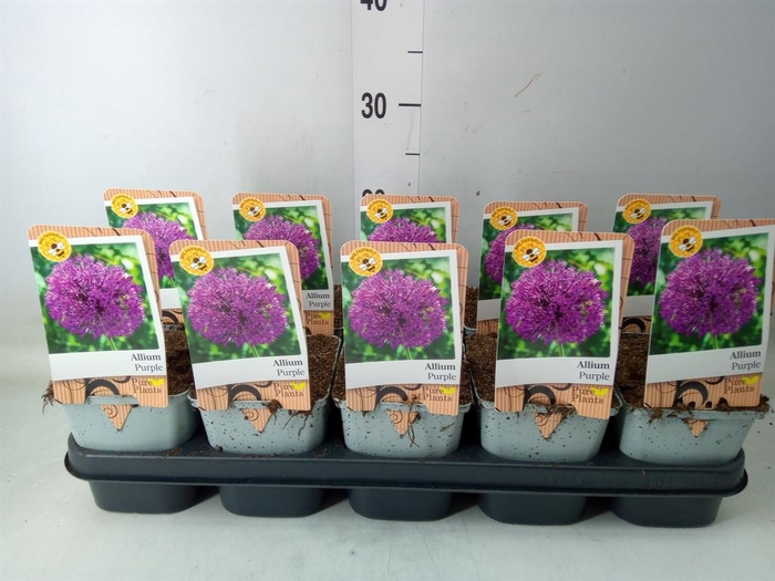 <h4>Allium   ...</h4>