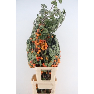 MALUS GARFIELD TAK 160CM