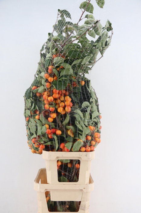 <h4>MALUS GARFIELD TAK 160CM</h4>