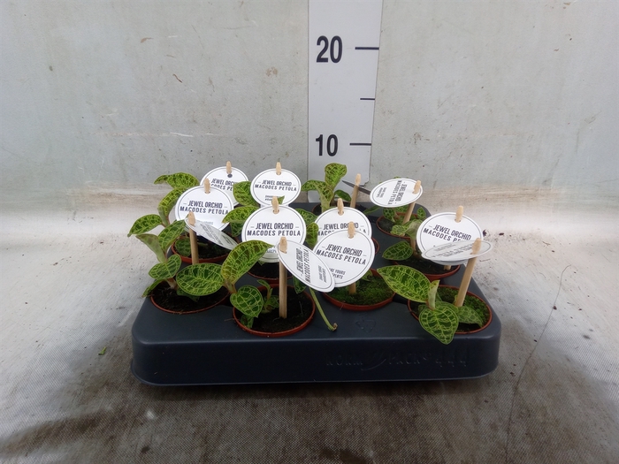 <h4>Macodes petola</h4>