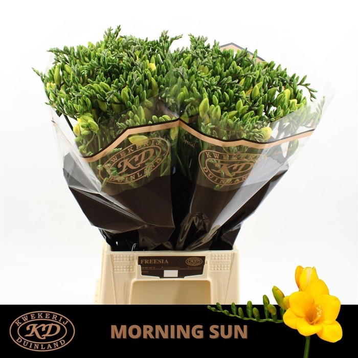 <h4>Fr En Morning Sun</h4>