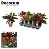 Aglaonema Green Agla mix P17