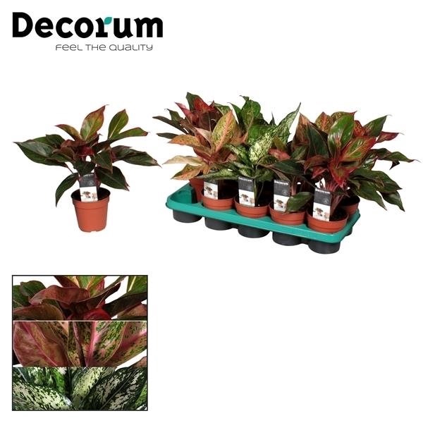 Aglaonema Green Agla mix P17