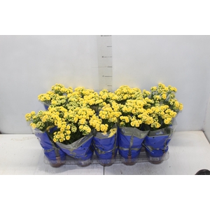 KALANCHOE DOBRADO P11 AMARELO