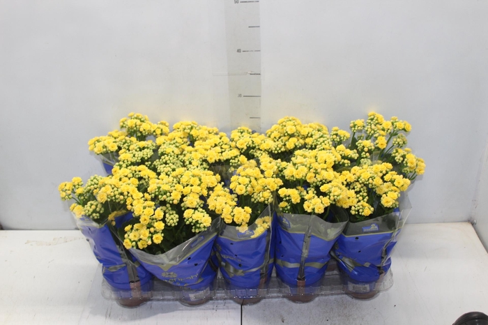 <h4>KALANCHOE DOBRADO P11 AMARELO</h4>