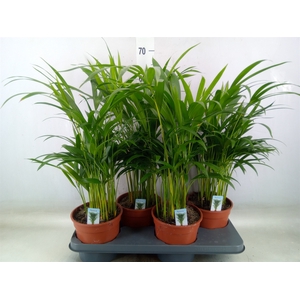 Dypsis lutescens   ...Chrysalidoca