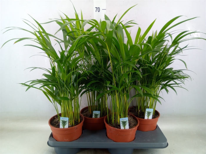 <h4>Dypsis lutescens   ...Chrysalidoca</h4>