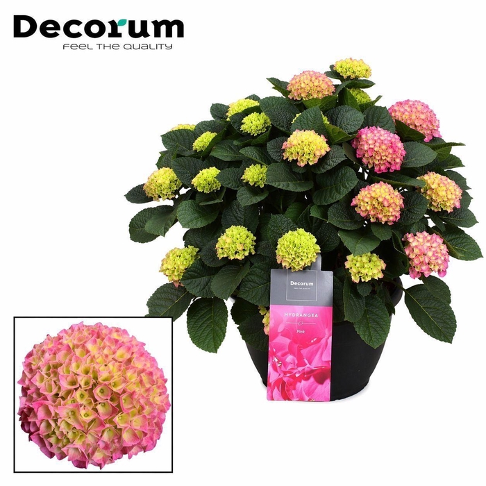 <h4>Hydrangea Pink in sierpot 20+ kop (Decorum)</h4>