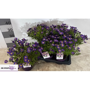 ASTER D AL PURPLE RO