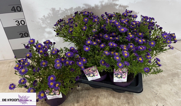 <h4>ASTER D AL PURPLE RO</h4>