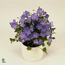 Campanula carpatica 'Perla Blue' P11