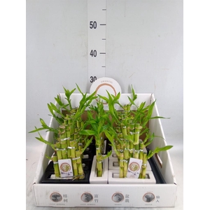 Dracaena sand. 'Lucky Bamboo' ..pyr