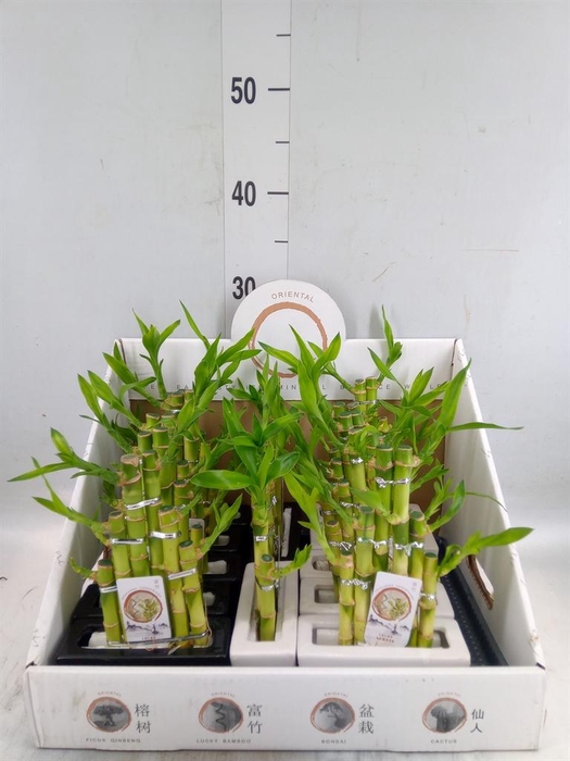 <h4>Dracaena sand. 'Lucky Bamboo' ..pyr</h4>