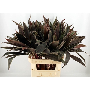 Cordyline Cappuccino 92cm