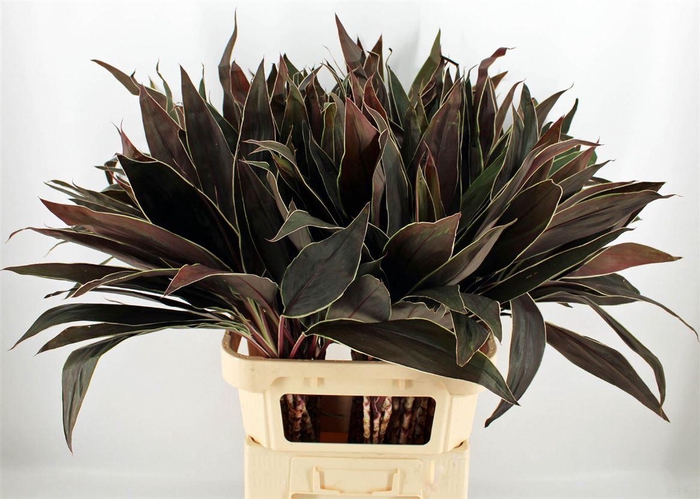 <h4>Cordyline Cappuccino 92cm</h4>