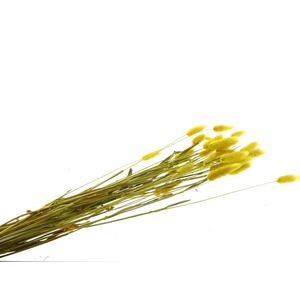 DF Lagurus Bs 50 gr S Yellow