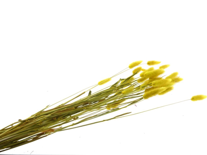 <h4>DF Lagurus Bs 50 gr S Yellow</h4>