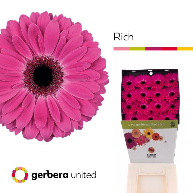 <h4>Gerbera diamond rich</h4>