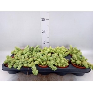 Sedum burrito