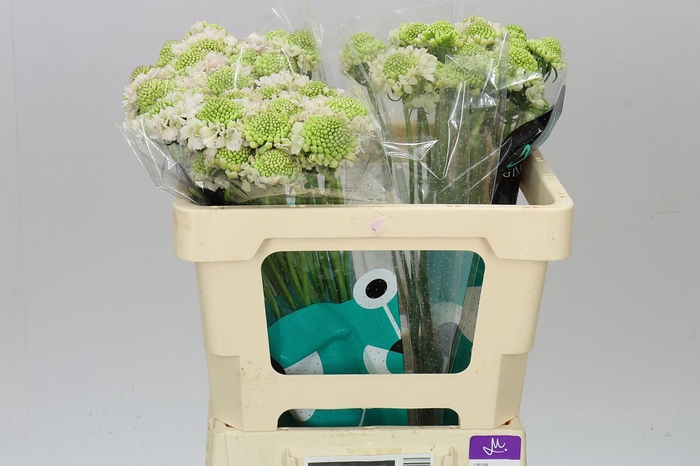 <h4>Scabiosa Atr French Vanilla Scoop</h4>