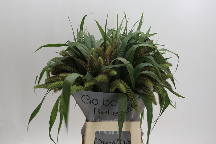 <h4>Setaria Italica Red Jewel</h4>