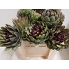 Cynara Sc Green Glob