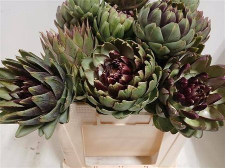 Cynara Sc Green Glob