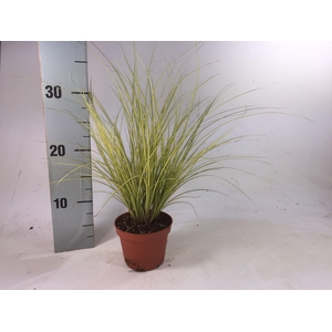 CAREX BR JENNEKE