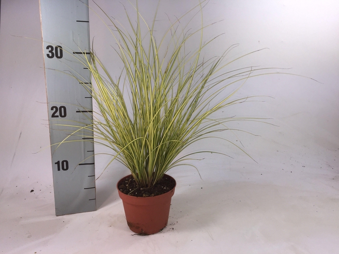 <h4>Carex brunnea 'Jenneke' p8</h4>