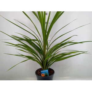 Cordyline indivisa 'Peko'