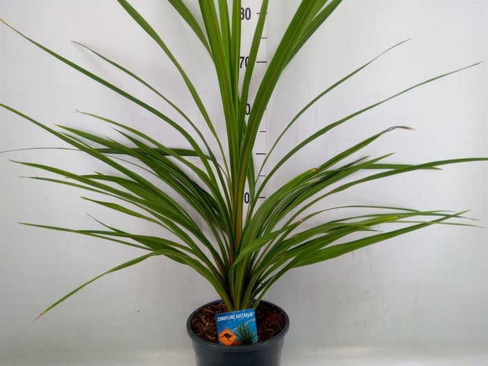 <h4>Cordyline indivisa 'Peko'</h4>