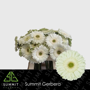 Gerbera Mint Lang Gelijk 56cm Water x40