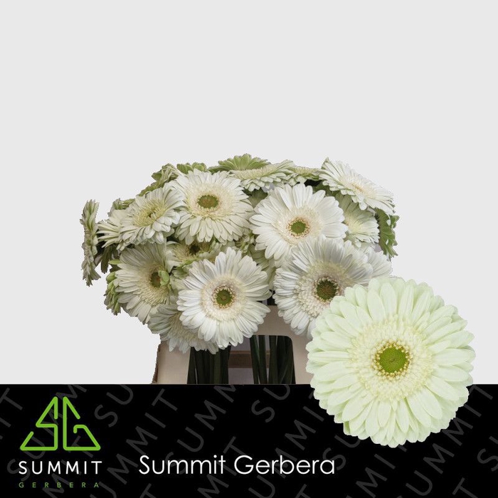 <h4>Gerbera Mint Lang Gelijk 56cm Water x40</h4>