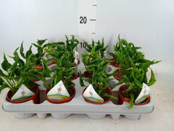 <h4>Epipremnum   ...</h4>